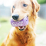 Orange Squeeze - SP Can Toy Durable Rubber Chew Toy & Treat Dispenser  - Small