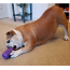 Orange Squeeze - SP Can Toy Durable Rubber Chew Toy & Treat Dispenser  - Small