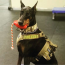 Black - USA-K9 Grenade Durable Rubber Chew Toy, Treat Dispenser, Reward Toy, Tug Toy, and Retrieving Toy - Medium
