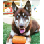 Lemon Lime - SP Can Toy Durable Rubber Chew Toy & Treat Dispenser  - Large