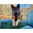 Black - USA-K9 Skull Durable Rubber Chew Toy, Treat Dispenser, Reward Toy, Tug Toy, and Retrieving Toy - Large