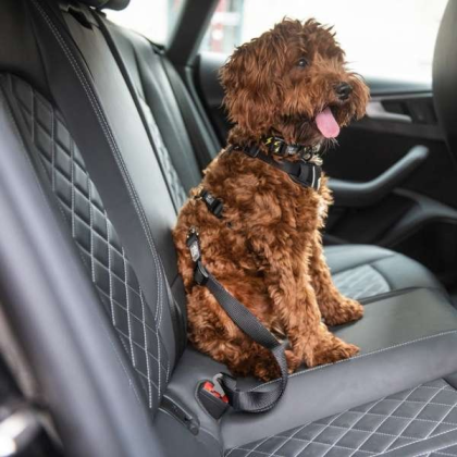 Black - GF Pet  Pet Seat Belt Tether  Black - Adjustable Length 20\