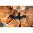 Sunset Orange - K9 Sport Harness - Large (17-19
