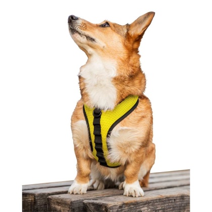 Buttercup Yellow - K9 Sport Harness - Small (13-15\