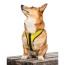 Buttercup Yellow - K9 Sport Harness - Small (13-15
