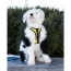 Buttercup Yellow - K9 Sport Harness - Small (13-15