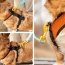 Sunset Orange - K9 Sport Harness - Small (13-15