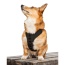 Anthracite Black - K9 Sport Harness - Small (13-15