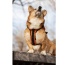 Sunset Orange - Walk-On with Harness & Storage - Small (13-15