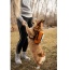Sunset Orange - Walk-On with Harness & Storage - Small (13-15