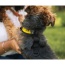Buttercup Yellow - Walk-On with Harness & Storage - X-Small (11-13