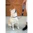 Elektric Blue - Tug Control Leash with Reflectors & Shock Absorber - Small
