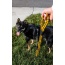 Bumblebee - Tug Control Leash with Reflectors & Shock Absorber - Large