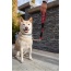 Ladybug - Tug Control Leash with Reflectors & Shock Absorber - Large