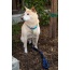 Dragonfly - Tug Control Leash with Reflectors & Shock Absorber - XL