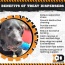 Blue - ID Bone Durable Rubber Chew Toy and Treat Dispenser - Medium