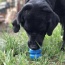 Blue - ID Double Trouble Durable Rubber Chew Toy and Treat Dispenser  - Large