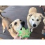 Green - MKB Colorado Maple Leaf Durable Nylon Dog Chew Toy for Aggressive Chewers