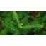 Stix And Stones Meal Topper* Kidney, Urinary Tract Infection & Stone Support* - 4 Oz.