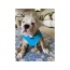 Blue - Mr. Peanut's PupTrek Small Dog/Cat Soft Mesh Step In Harness Vest - XSmall