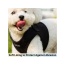 Black - Mr. Peanut's PupTrek Small Dog/Cat Soft Mesh Step In Harness Vest - Small