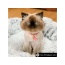 Gray Two Tone - Mr. Peanut's OrthoPlush Pet Bed - 23 in