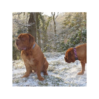 Steel Blue - Plaid Dog Leads  - THIN Lead 5/8\