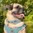 Beige Plaid & Denim - Apple Airtag Collar - Small