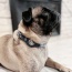 Blue Plaid & Denim - Apple Airtag Collar - Small