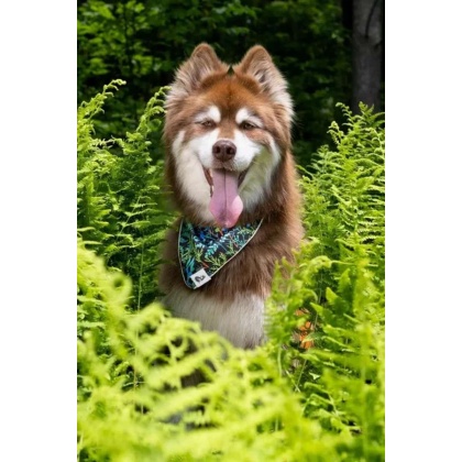 Magical Fern Forest Dog Bandana - M/L - 27in x 13in