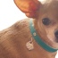 Return to Sniffany Charm Necklace - 12