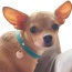 Return to Sniffany Charm Necklace - 20