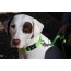 Kiwi Green  - Appalachian Kiwi Green Dog Collar - Small 5/8in wide by 8