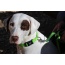 Kiwi Green Flat  - Appalachian Kiwi Green Flat Dog Leash - Small 5/8in. wide by 6ft. long